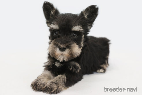 成約済の神奈川県のミニチュアシュナウザー-336013の2枚目